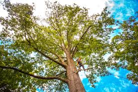 Why Choose Our Tree Removal Services in Minnetrista, MN?