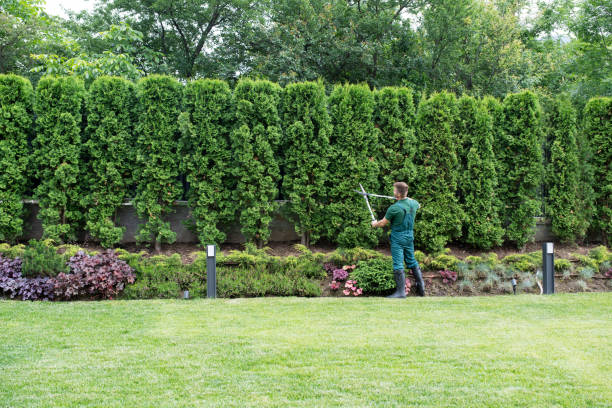 Trusted Minnetrista, MN  Tree Services Experts